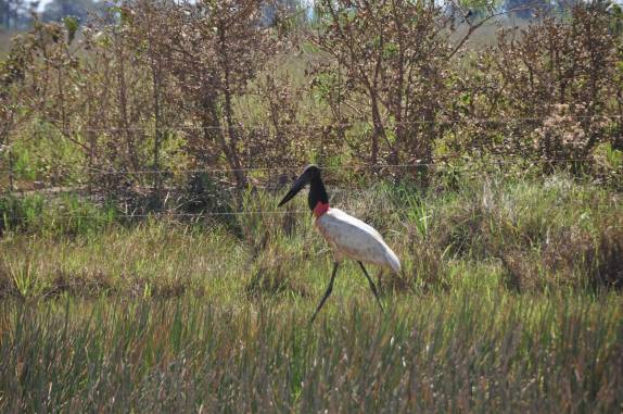 Nosso primeiro encontro com um Tuiuiu, ainda em terras bolivianas, a caminho do norte do país
